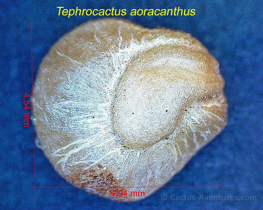 Tephrocactus aoracanthus 1